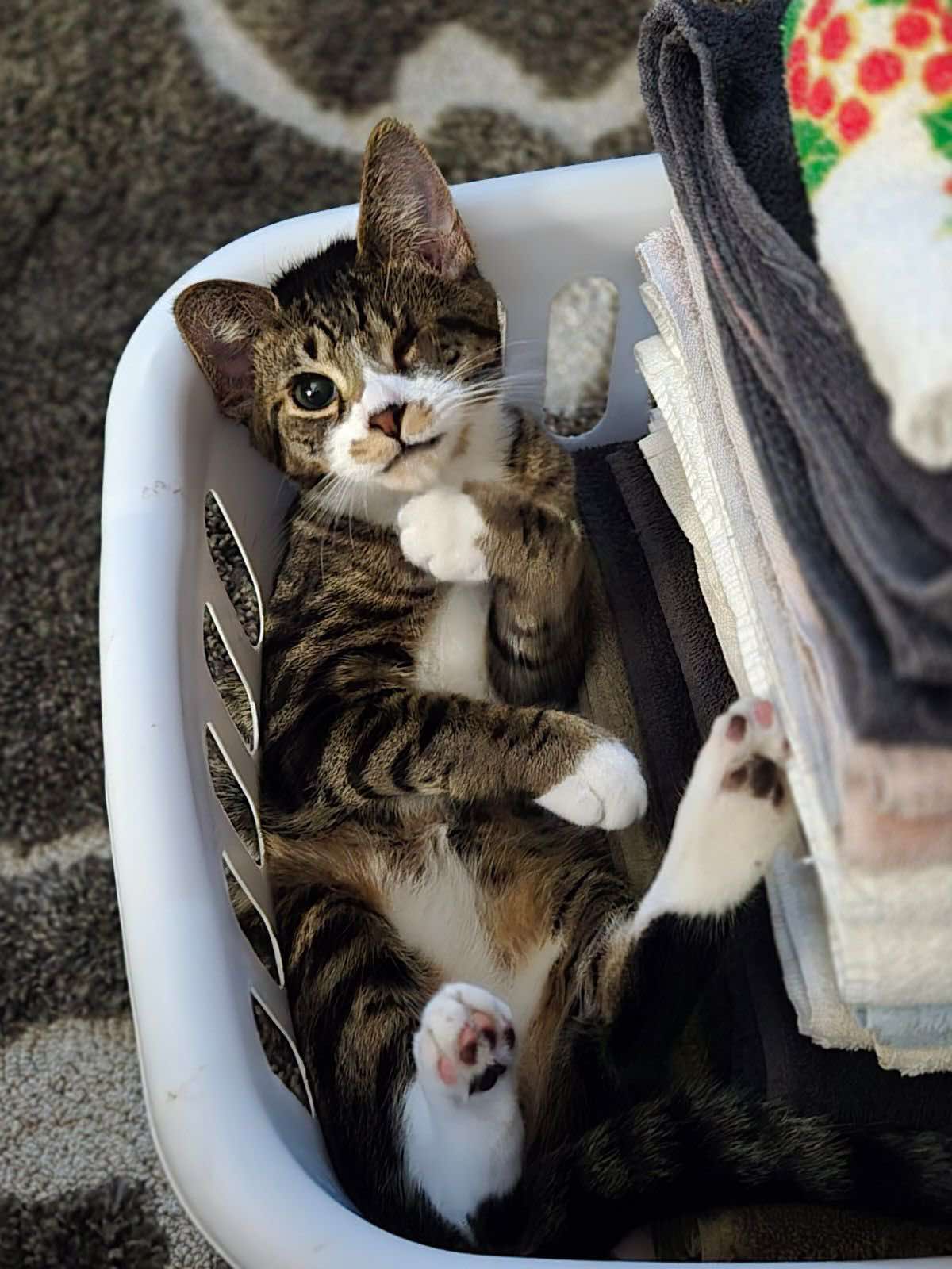 Tom ( IN FOSTER )
