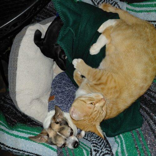 Biscuit, Adoptable, Adult Male Domestic Short Hair.