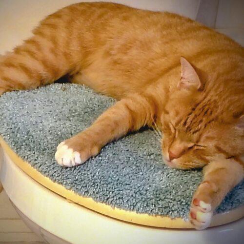 Enlarge Biscuit, a Adoptable Domestic Short Hair in Seven Valleys, PA image 2/6