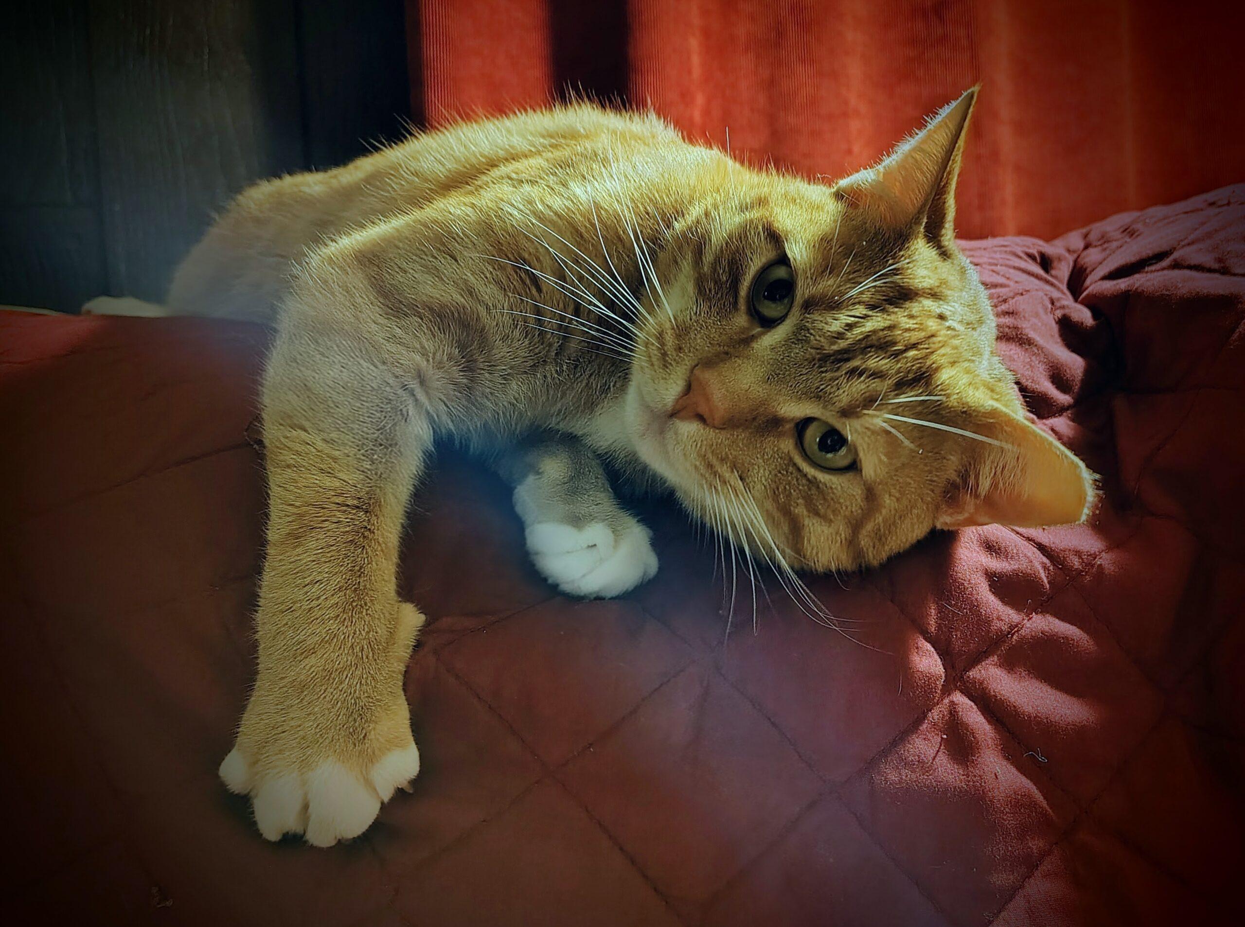 Enlarge Biscuit, a Adoptable Domestic Short Hair in Seven Valleys, PA image 4/6