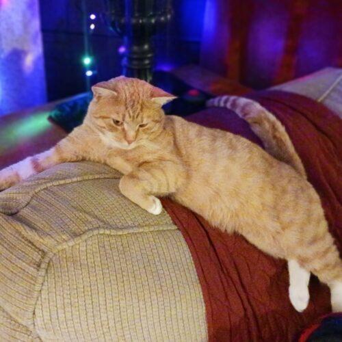 Enlarge Biscuit, a Adoptable Domestic Short Hair in Seven Valleys, PA image 5/6