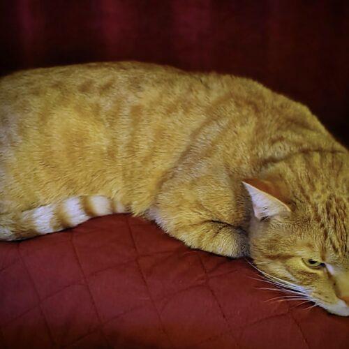 Enlarge Biscuit, a Adoptable Domestic Short Hair in Seven Valleys, PA image 6/6