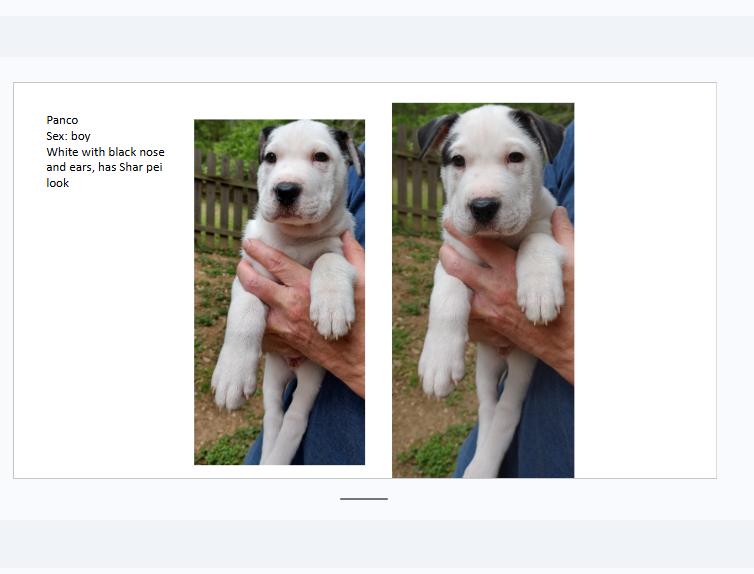 Enlarge Panco, an adopted mixed breed in Clarksville, VA image 4/6