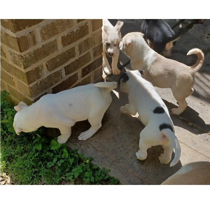 Enlarge Panco, an adopted mixed breed in Clarksville, VA image 3/6