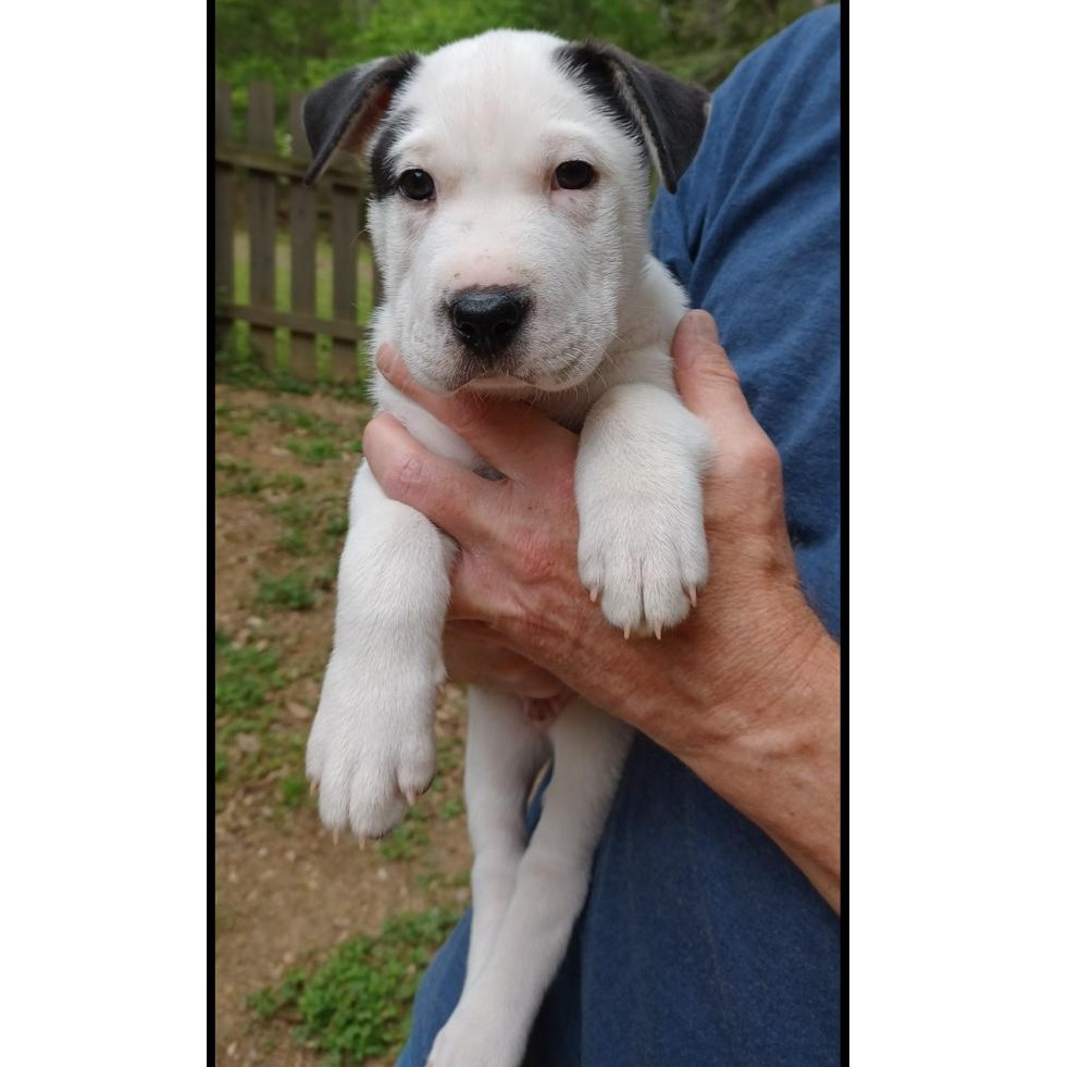 Enlarge Panco, an adopted mixed breed in Clarksville, VA image 1/6