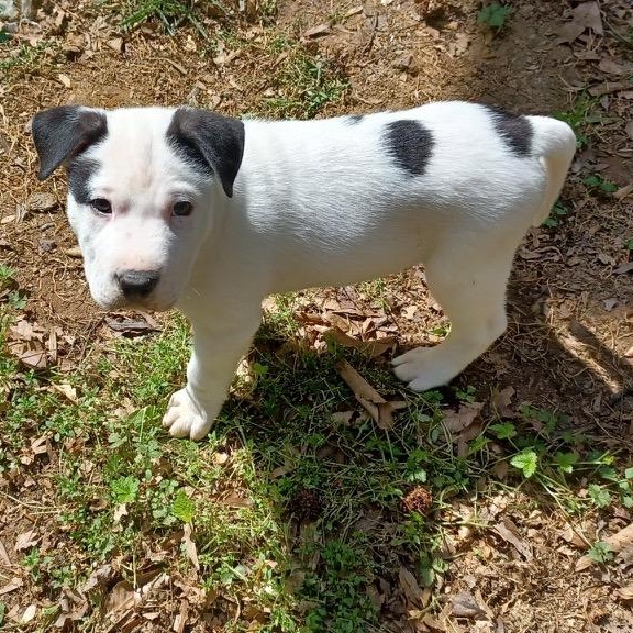 Enlarge Panco, an adopted mixed breed in Clarksville, VA image 5/6