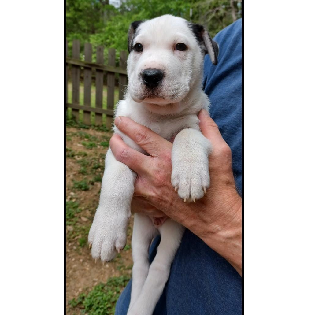 Enlarge Panco, an adopted mixed breed in Clarksville, VA image 2/6