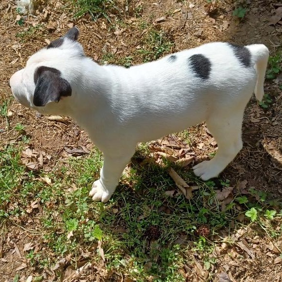 Enlarge Panco, an adopted mixed breed in Clarksville, VA image 6/6