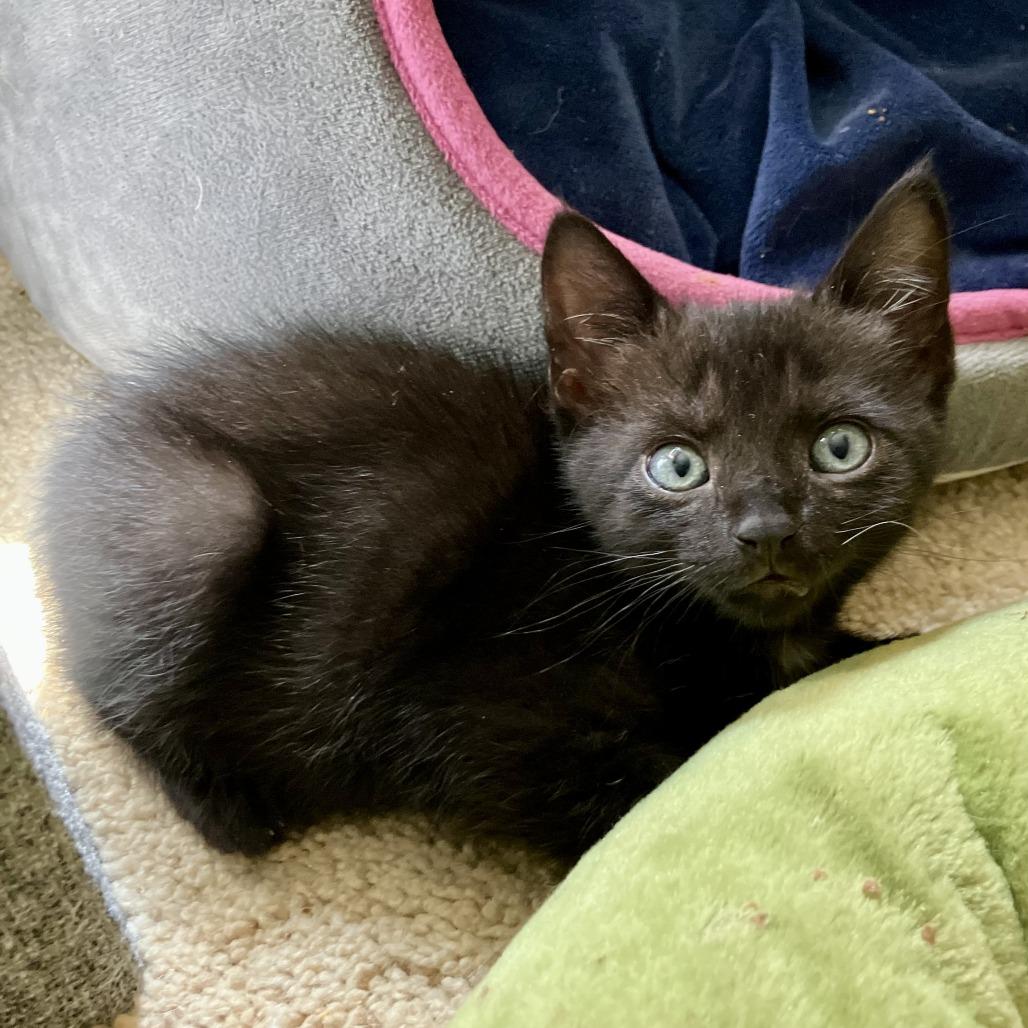 Starling Grant (Lucy kitten), Adoptable, Kitten Male Domestic Short Hair.