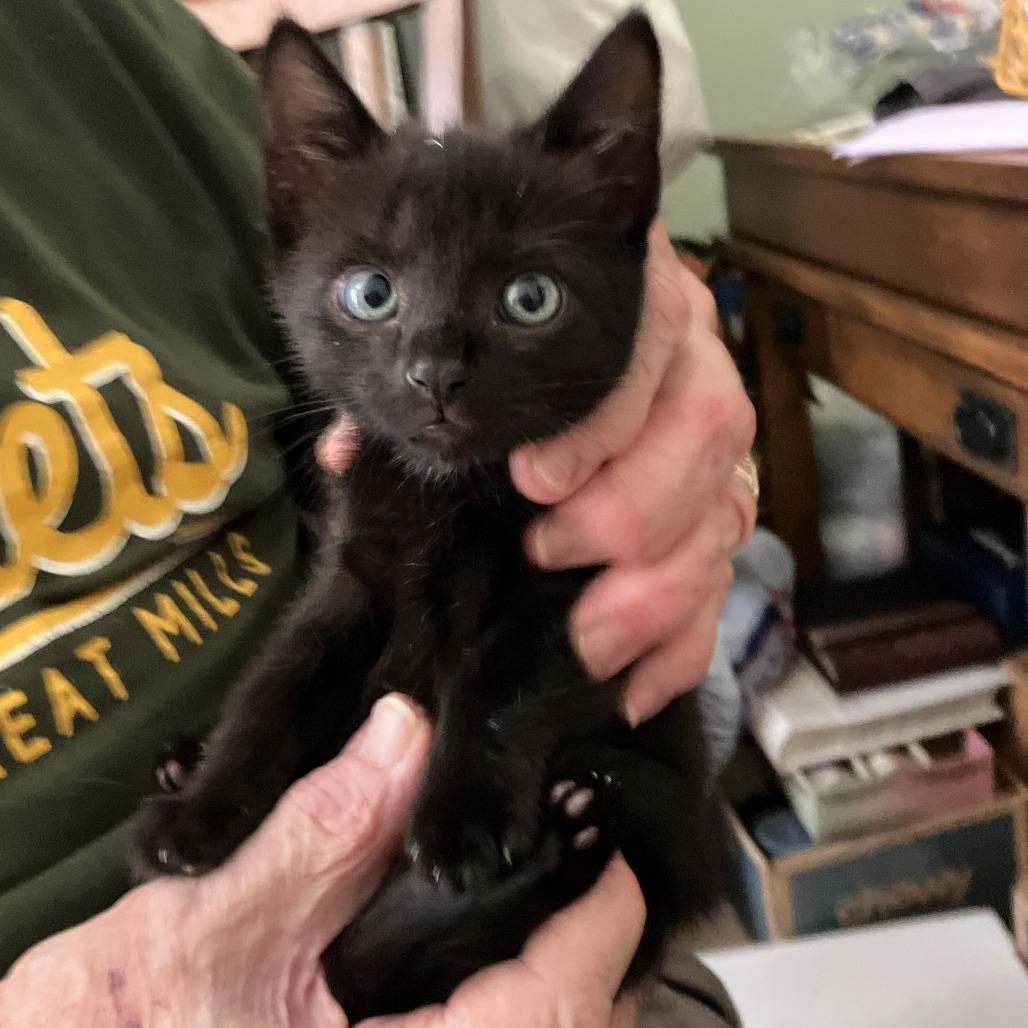 Enlarge Starling Grant (Lucy kitten), a Adoptable Domestic Short Hair in Merrifield, VA image 2/2