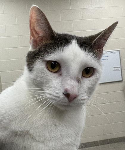 Sammy — thumbnail 2