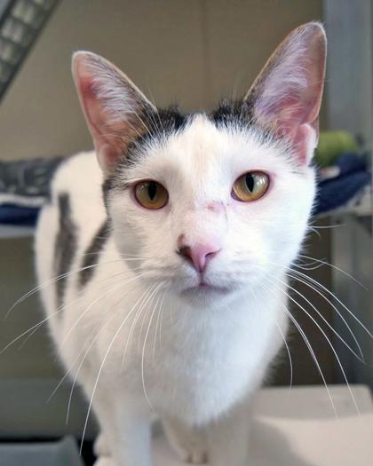 Sammy — thumbnail 3