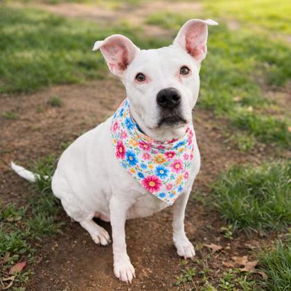 Sophie, Adoptable, Adult Female Terrier & Mixed Breed.