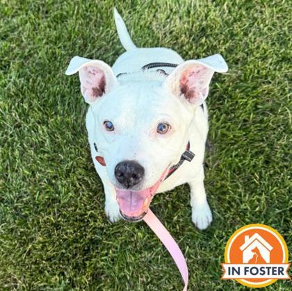 Sophie, Adoptable, Adult Female Terrier & Mixed Breed.