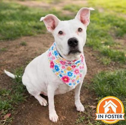 Sophie, Adoptable, Adult Female Terrier & Mixed Breed.