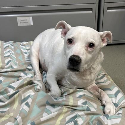 Enlarge Sophie, a Adoptable mixed breed in Merriam, KS image 2/3