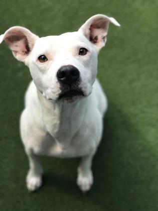Enlarge Sophie, a Adoptable mixed breed in Merriam, KS image 3/3