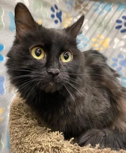 Enlarge MAYA, a Adoptable mixed breed in Anchorage, AK image 1/1