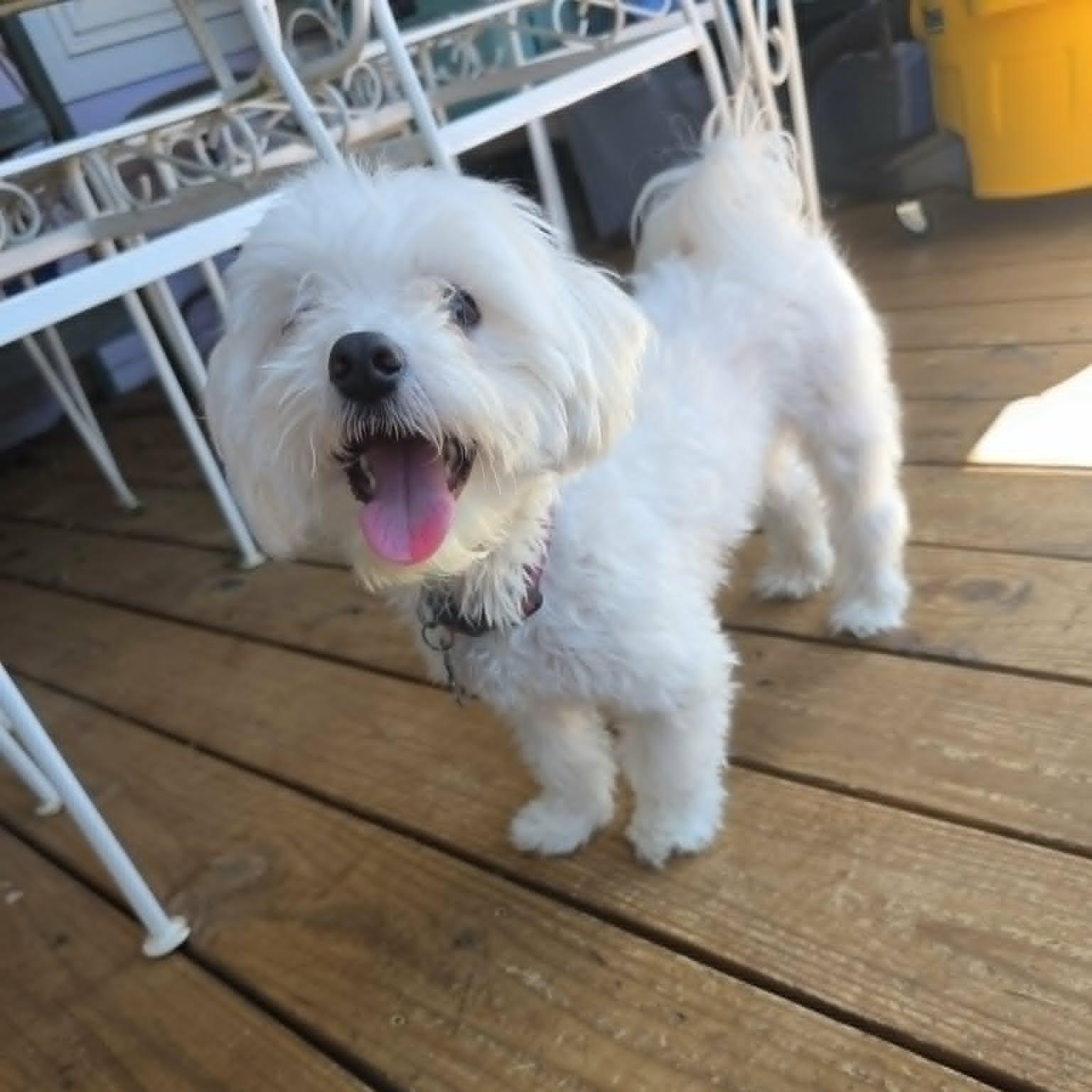 Enlarge Jethro, an adopted Maltese in Dallas, TX image 2/4