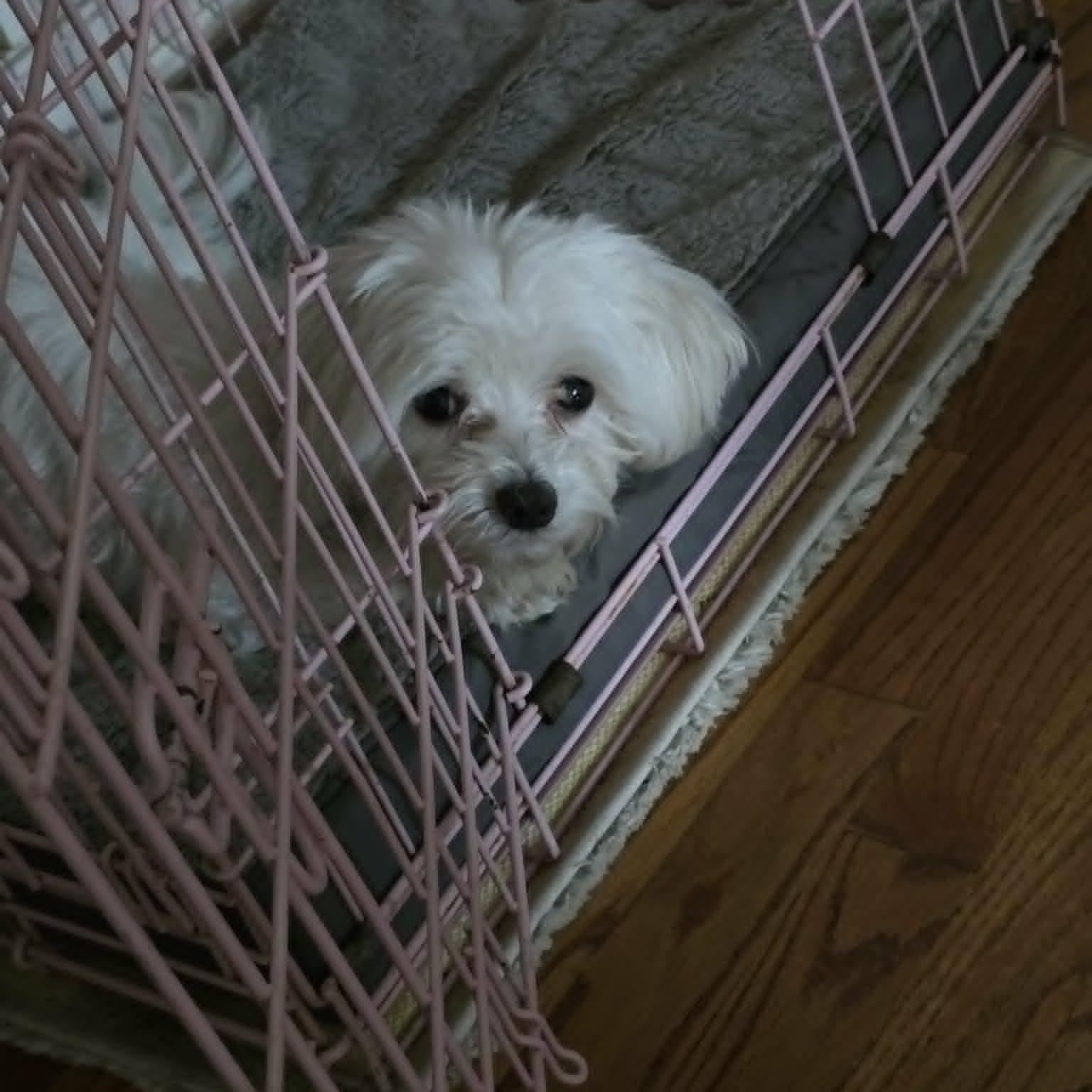 Enlarge Jethro, an adopted Maltese in Dallas, TX image 4/4