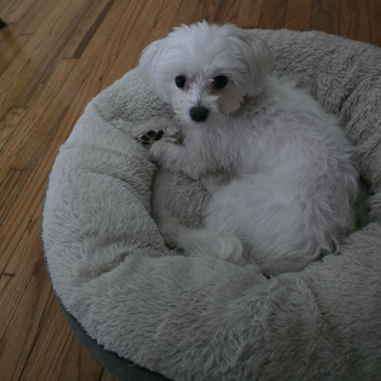 Enlarge Jethro, an adopted Maltese in Dallas, TX image 3/4