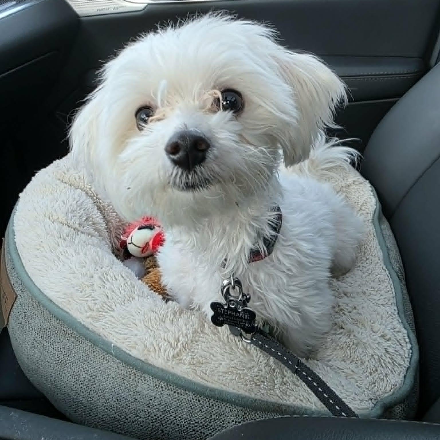 Enlarge Jethro, an adopted Maltese in Dallas, TX image 1/4