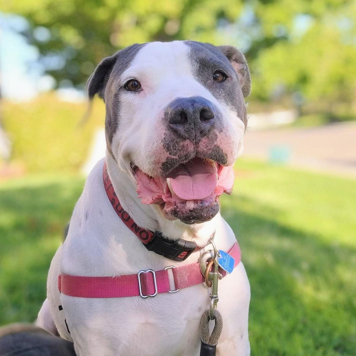 Patti Smith, Adoptable, Senior Female Pit Bull Terrier.