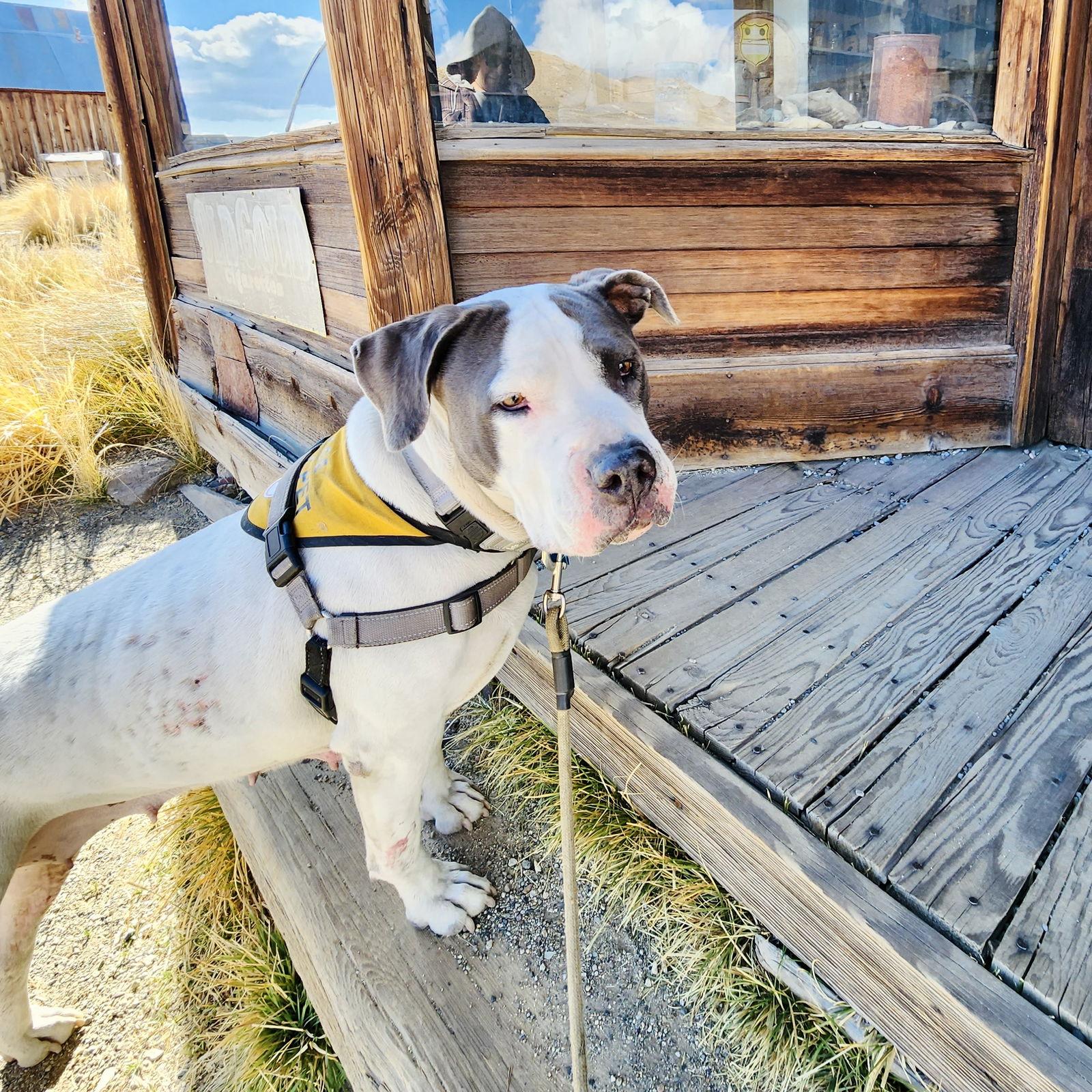 Enlarge Patti Smith, a Adoptable Pit Bull Terrier in Oakland, CA image 1/6