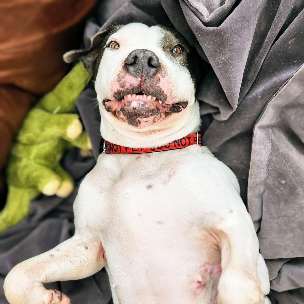 Patti Smith, a Adoptable Pit Bull Terrier in Oakland, CA image 3/3