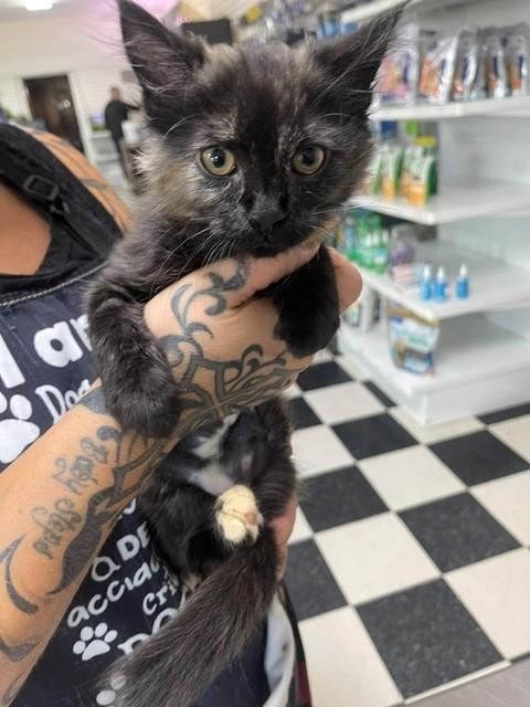 Wind, an adopted Domestic Medium Hair in wetaskiwin, AB image 2/2