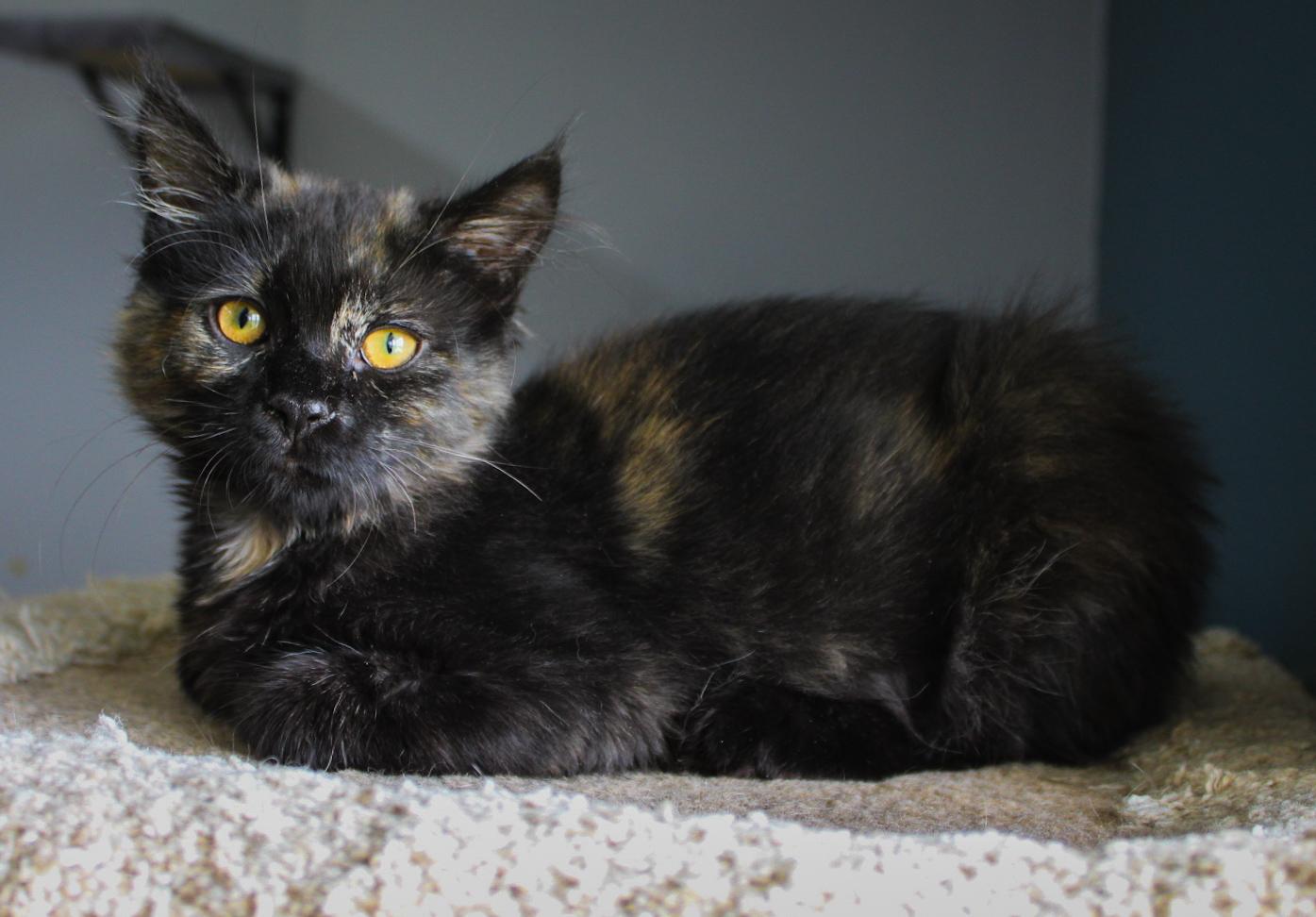 Wind, adopted, Kitten Female Domestic Medium Hair.