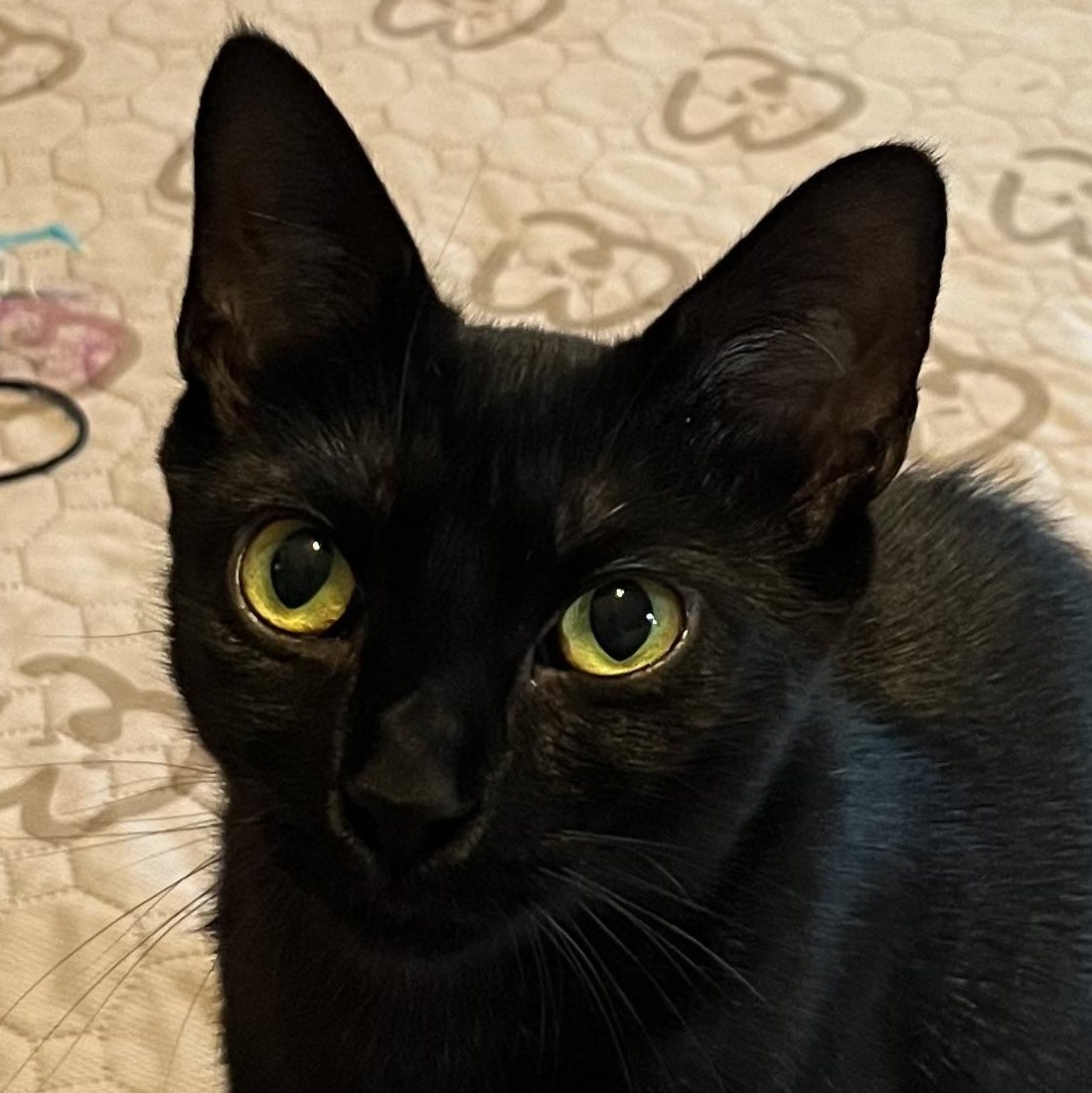 Celene, ADOPTABLE, Adult Female Domestic Short Hair.