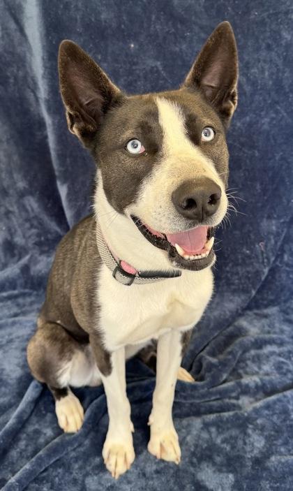 Enlarge Edward, a ADOPTABLE mixed breed in Buffalo, MN image 1/1