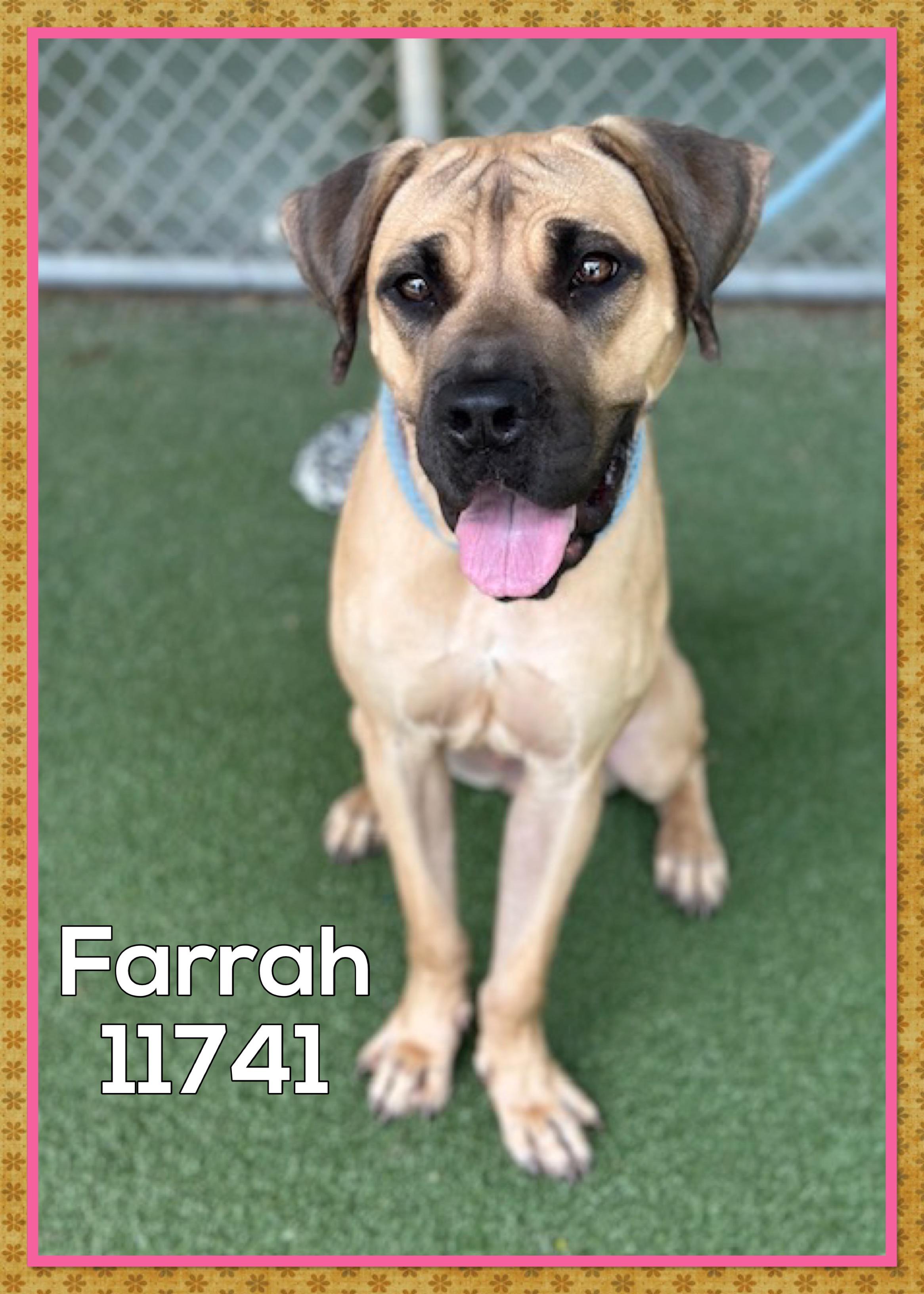 This lovely girl is Farrah She arrived at the shelter as a lost dog on 77 and sadly no one