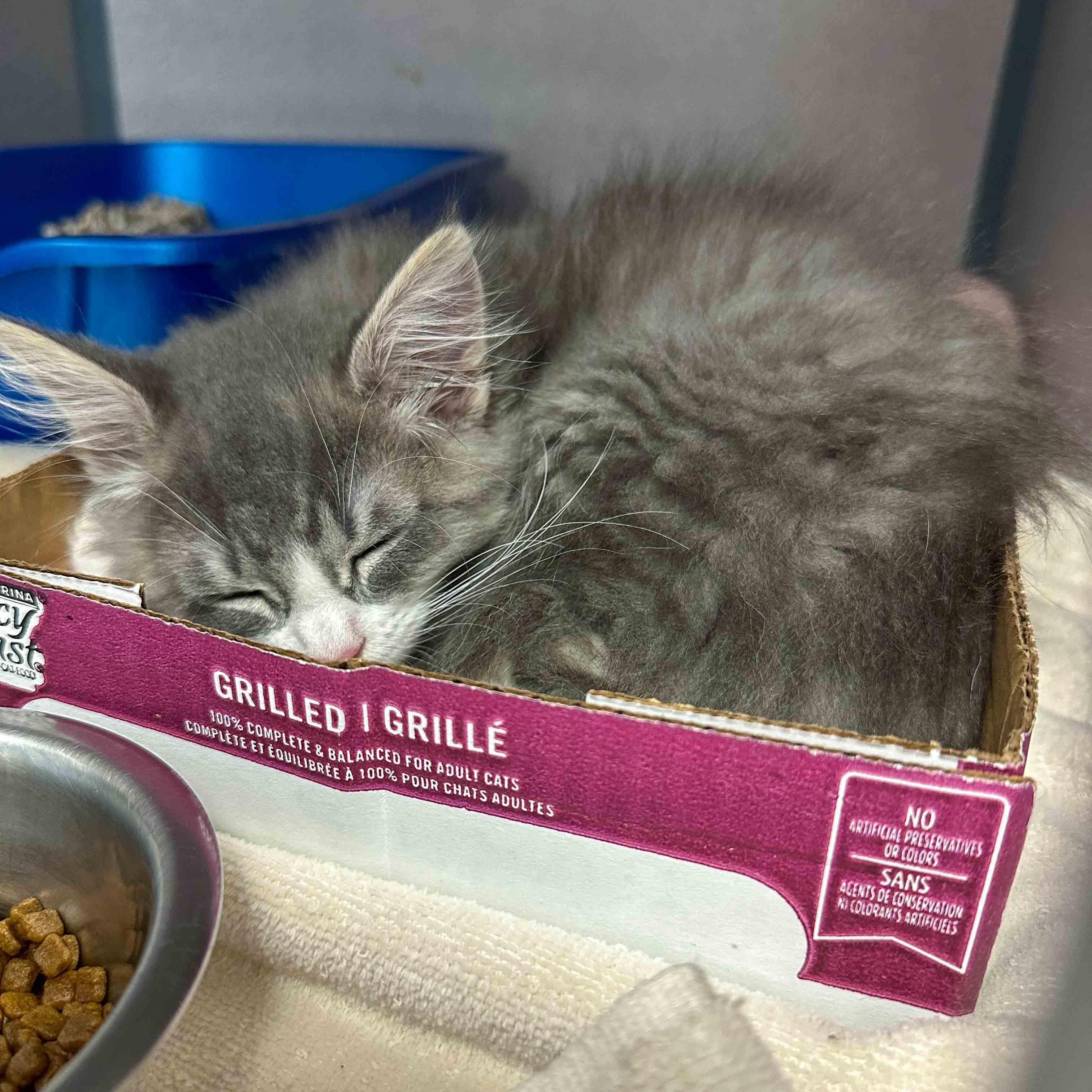 Enlarge Jade, an adopted Domestic Medium Hair in Stamford, CT image 3/5