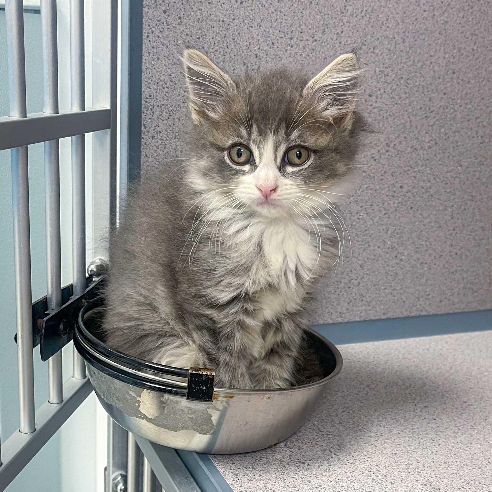 Enlarge Jade, an adopted Domestic Medium Hair in Stamford, CT image 4/5