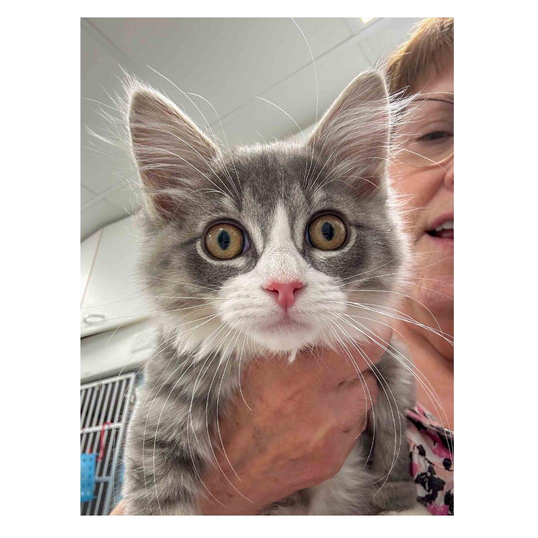 Jade, Adoptable, Young Female Domestic Medium Hair.