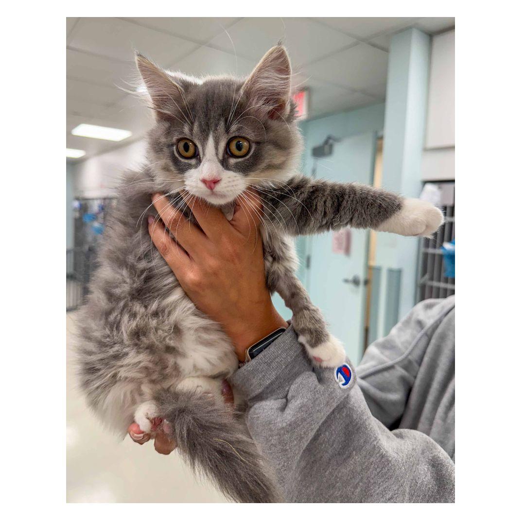 Enlarge Jade, an adopted Domestic Medium Hair in Stamford, CT image 5/5