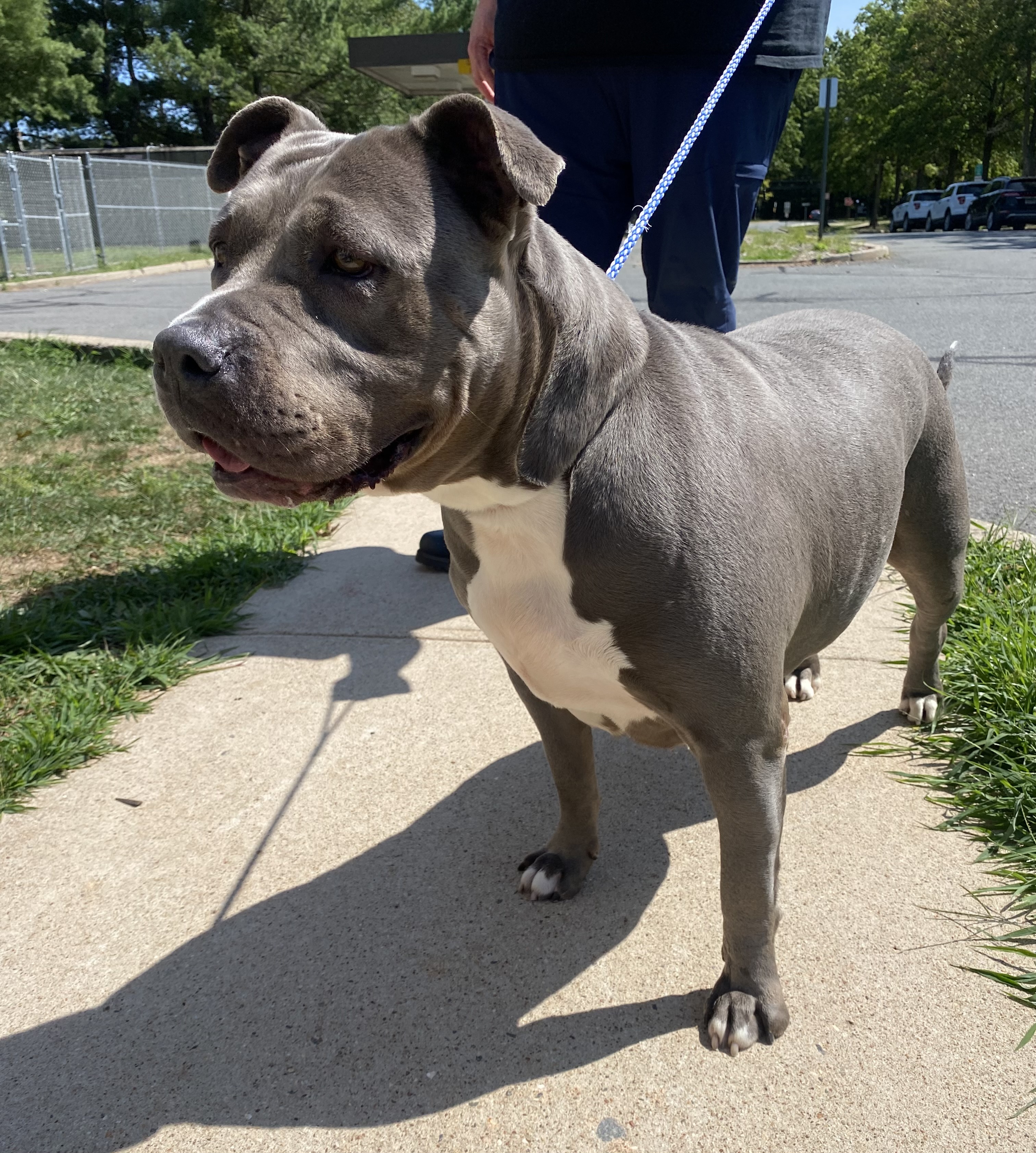 Princess, a Adoptable Pit Bull Terrier in Somerset, NJ image 4/6