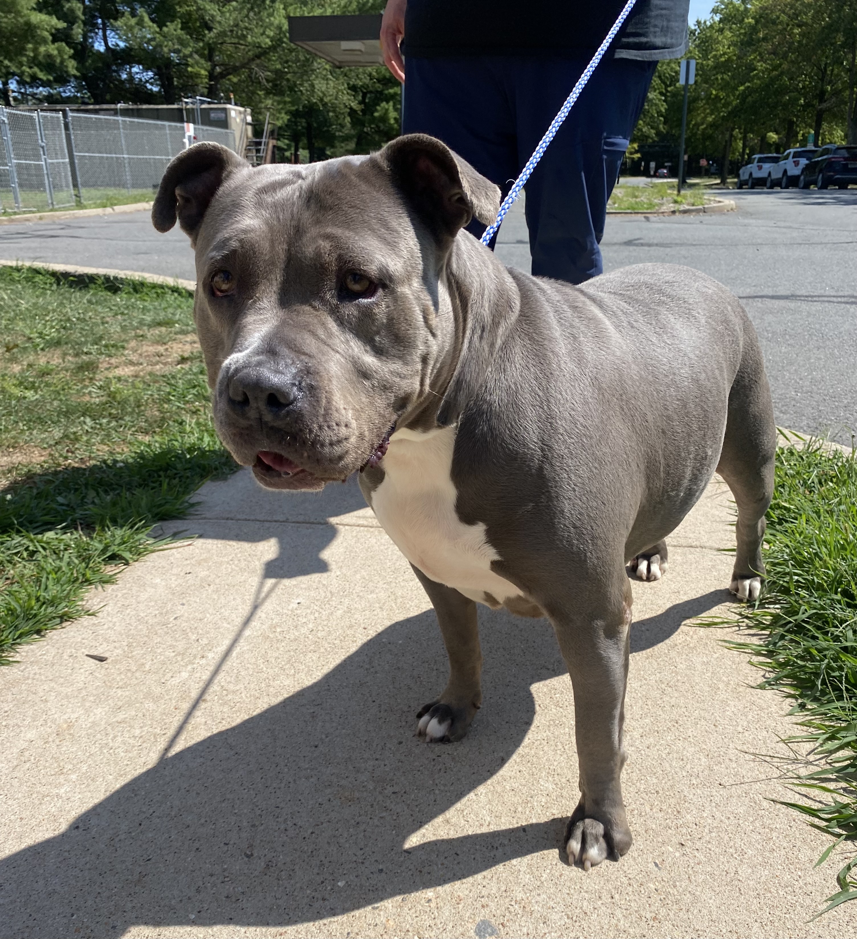 Princess, a Adoptable Pit Bull Terrier in Somerset, NJ image 5/6