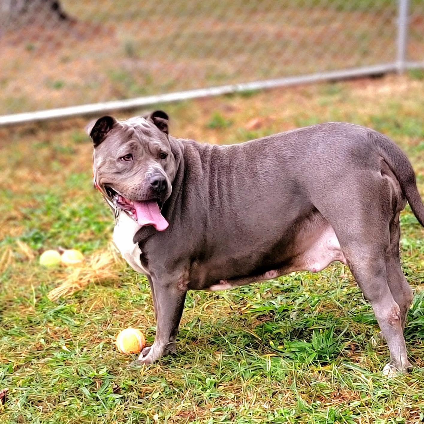 Princess, a Adoptable Pit Bull Terrier in Somerset, NJ image 3/6
