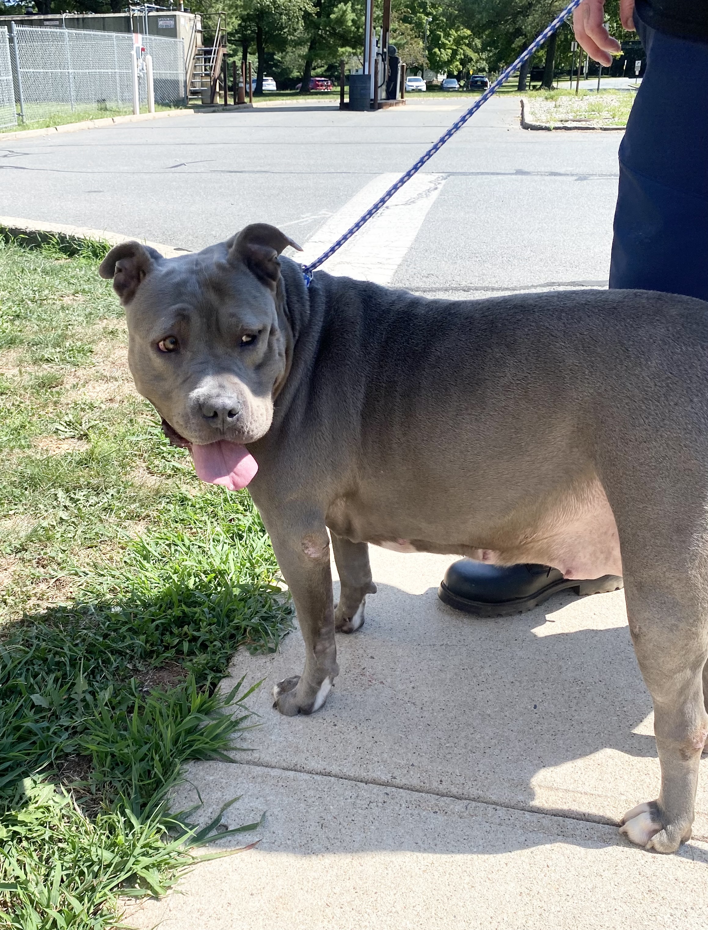 Princess, a Adoptable Pit Bull Terrier in Somerset, NJ image 6/6