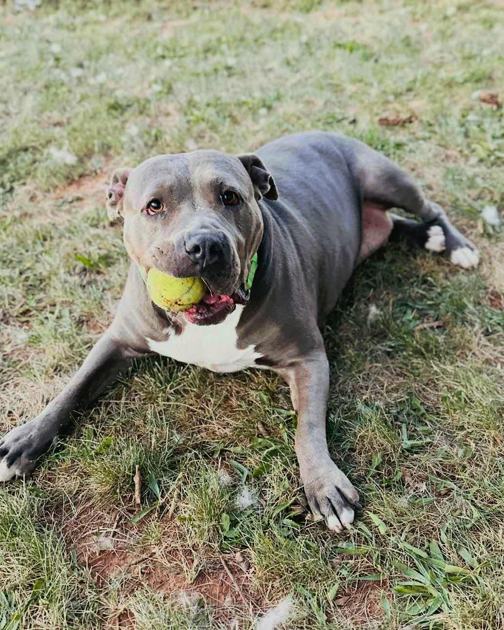 Princess, Adoptable, Adult Female Pit Bull Terrier.