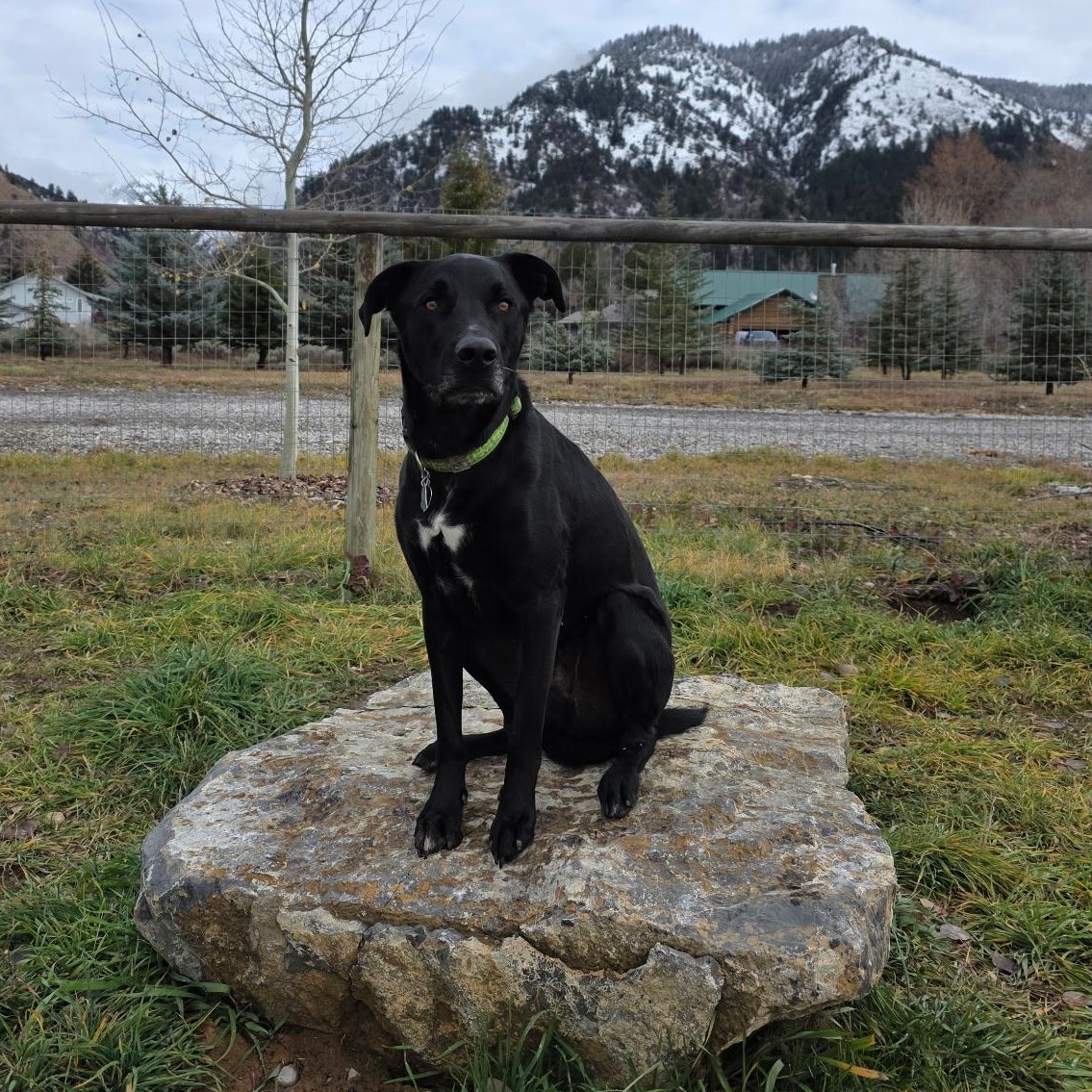 Shiloh, a Adoptable mixed breed in Thayne, WY image 2/6