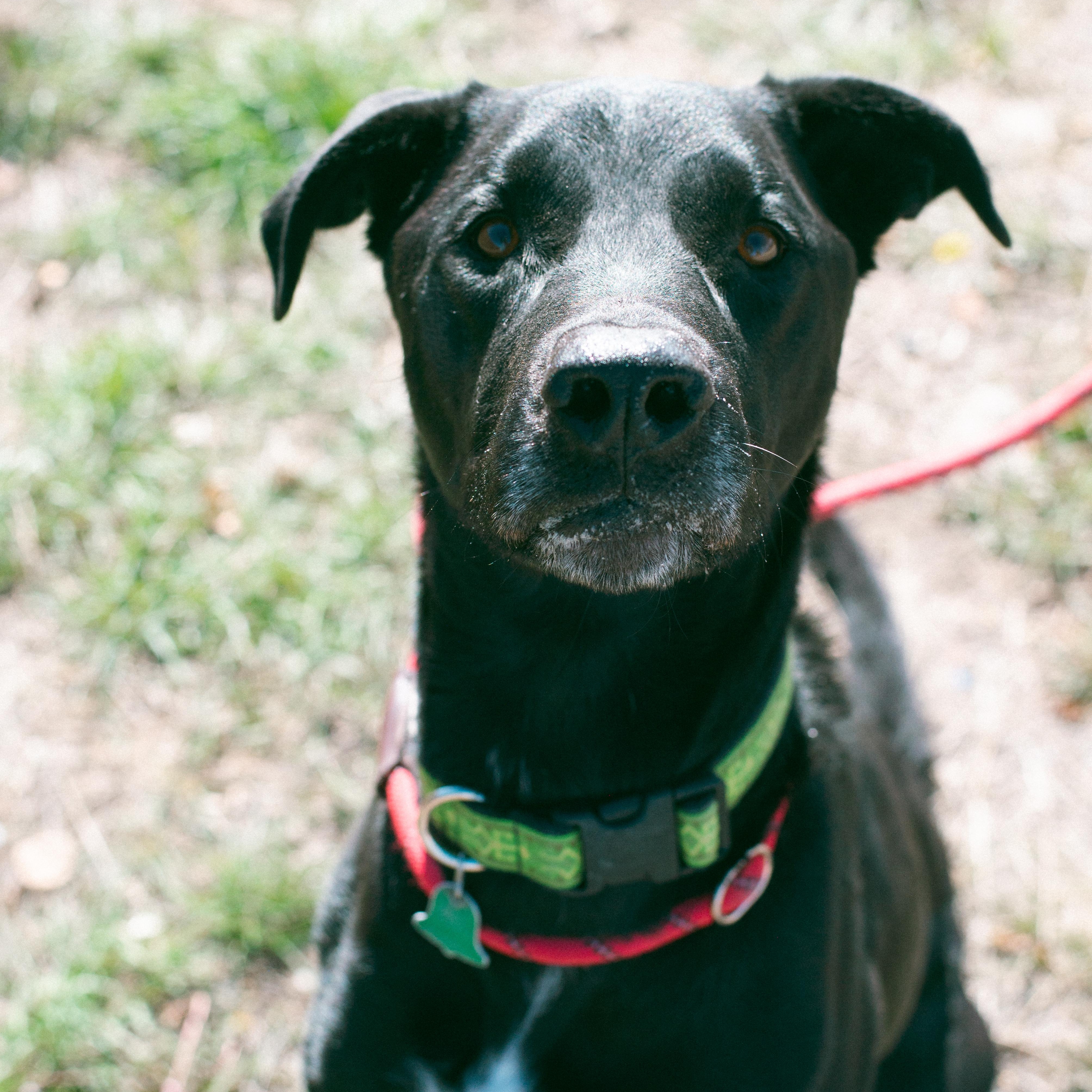 Shiloh, a Adoptable mixed breed in Thayne, WY image 1/6