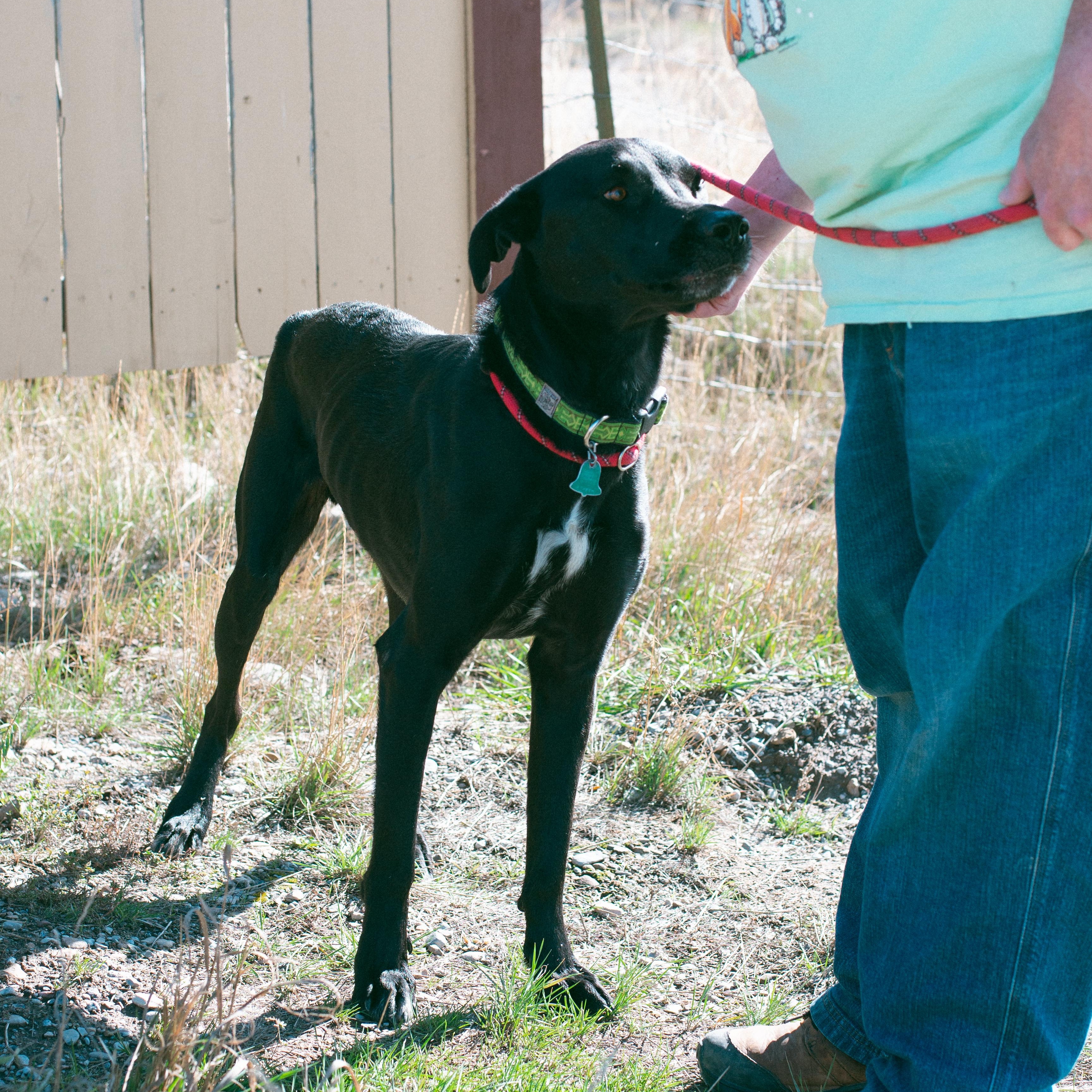 Shiloh, a Adoptable mixed breed in Thayne, WY image 4/6