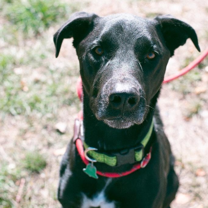 Shiloh, a Adoptable mixed breed in Thayne, WY image 5/6