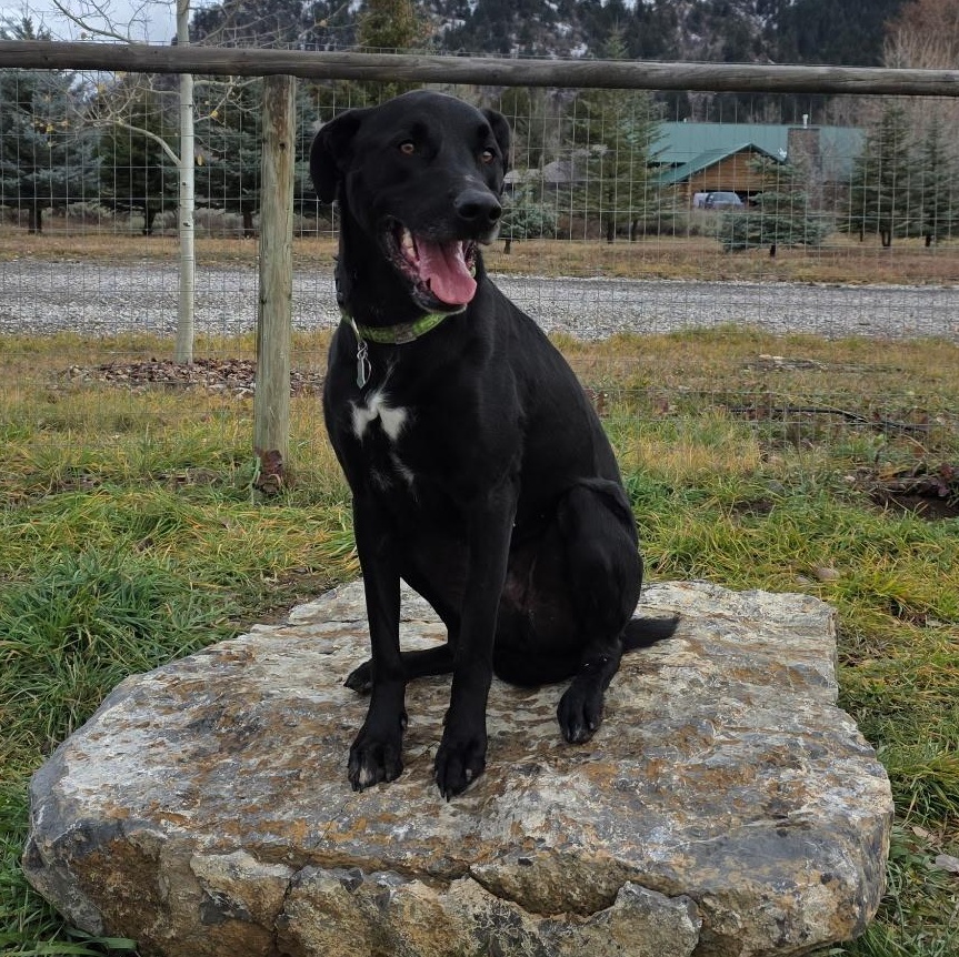 Shiloh, Adoptable, Young Male Great Dane.