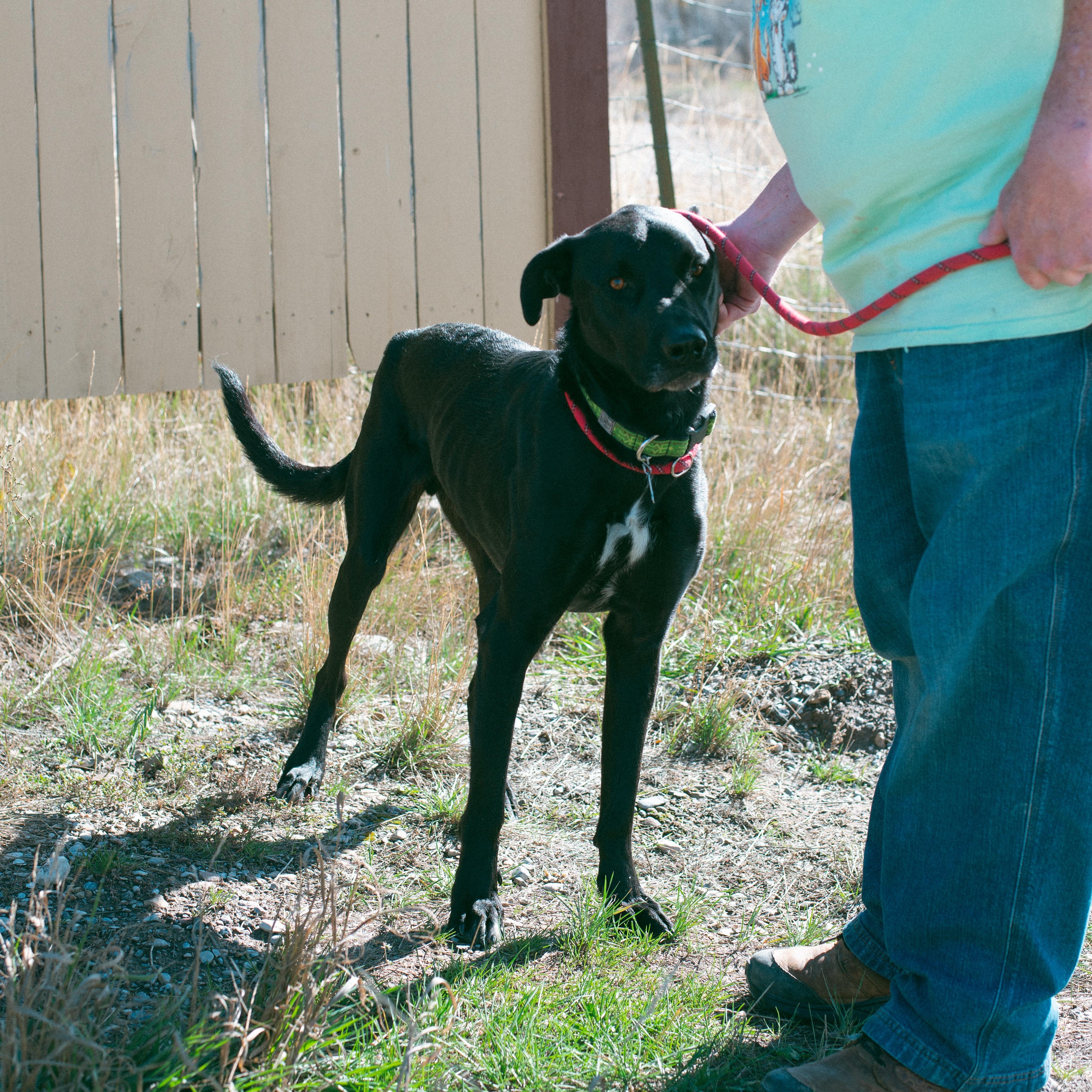 Shiloh, a Adoptable mixed breed in Thayne, WY image 3/6