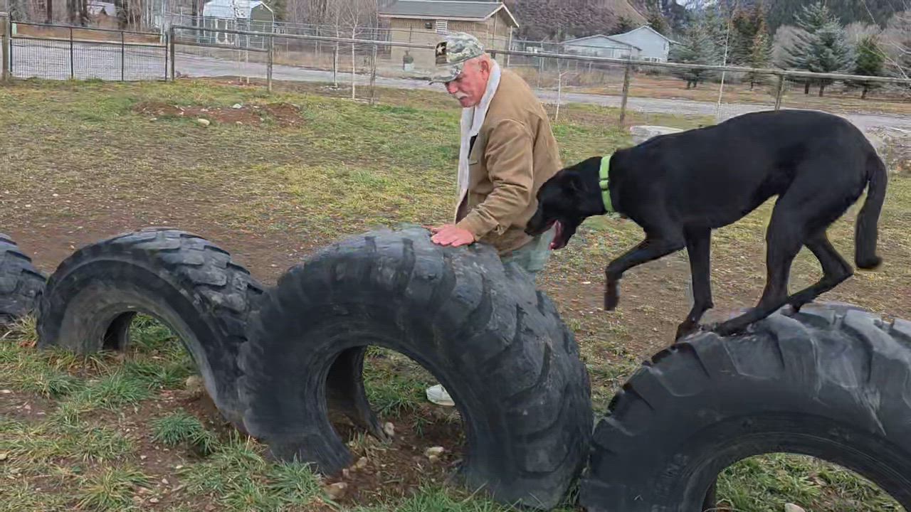 Enlarge Shiloh, a Adoptable mixed breed in Thayne, WY video 6/6